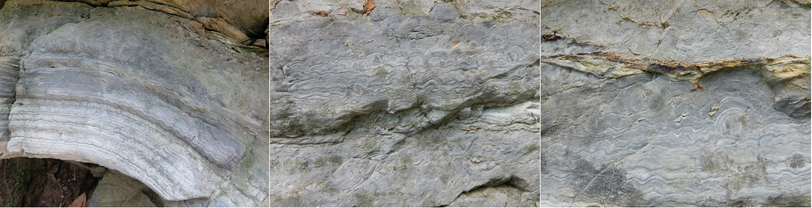 Key fossil-bearing outcrops that have previously suffered from