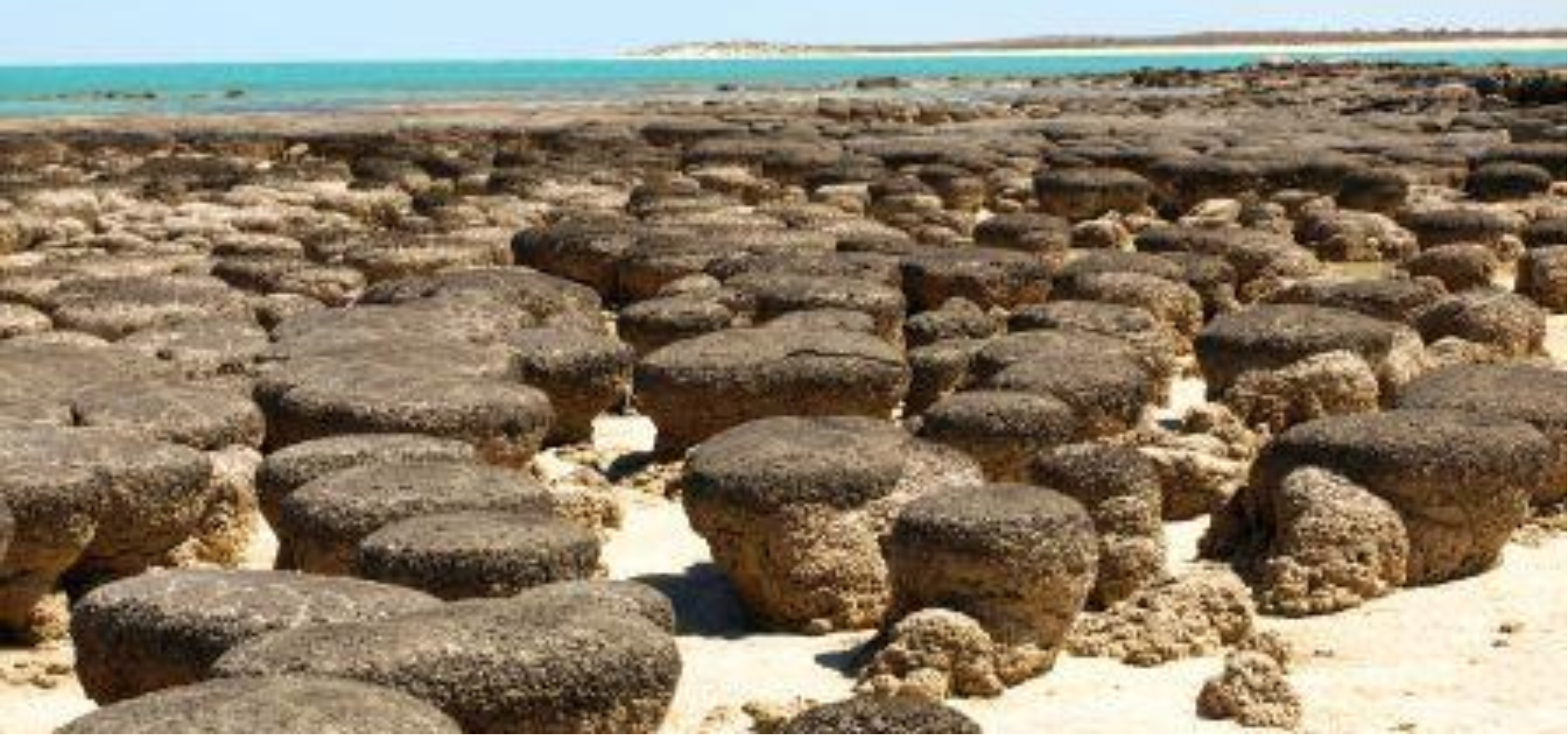 stromatolites